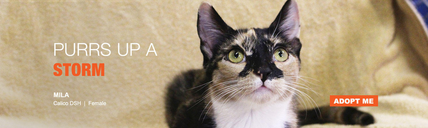 Adopt from Animals Benefit Club in Phoenix, Arizona