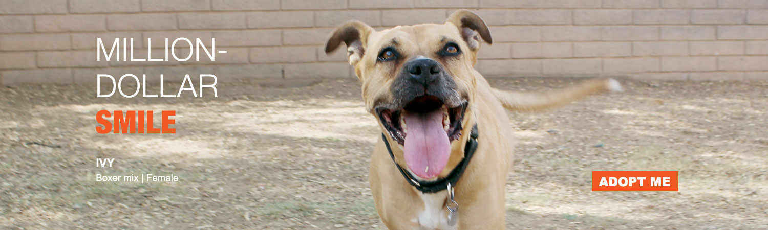 Adopt from Animals Benefit Club in Phoenix, Arizona