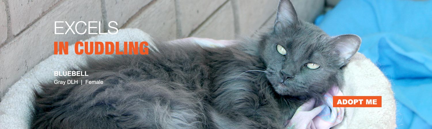 Adopt from Animals Benefit Club in Phoenix, Arizona
