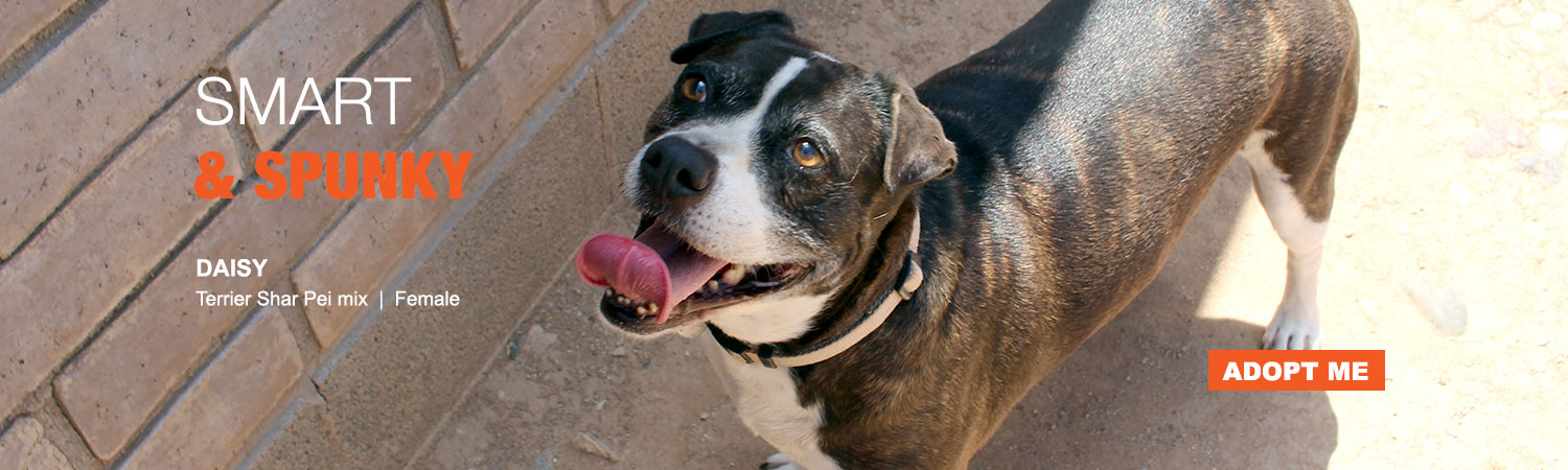 Adopt from Animals Benefit Club in Phoenix, Arizona
