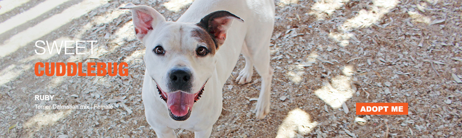 Adopt from Animals Benefit Club in Phoenix, Arizona