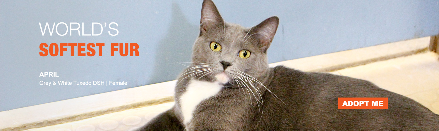 Adopt from Animals Benefit Club in Phoenix, Arizona