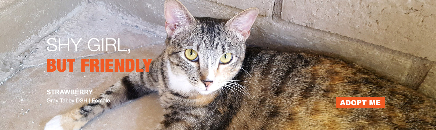 Adopt Strawberry at ABC in Phoenix, Arizona