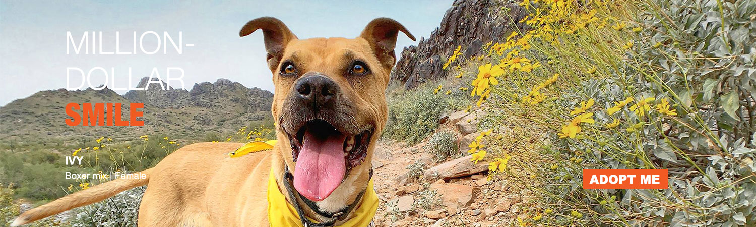 Adopt Ivy from ABC in Phoenix, Arizona