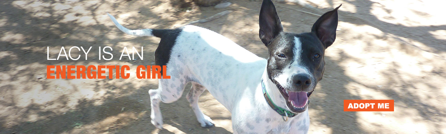 Adopt Lacy from Animals Benefit Club in Phoenix, Arizona