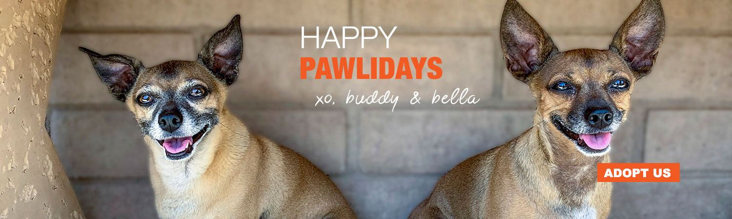 Adopt Bella and Buddy from Animals Benefit Club in Phoenix, Arizona