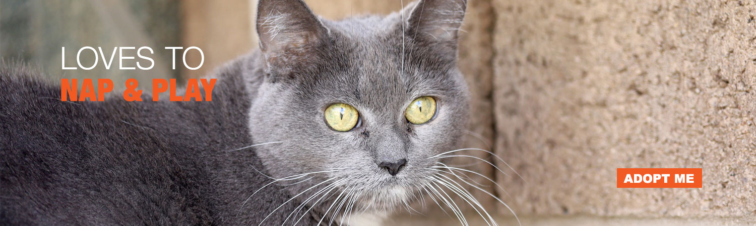 Adopt Bella from Animals Benefit Club in Phoenix, Arizona