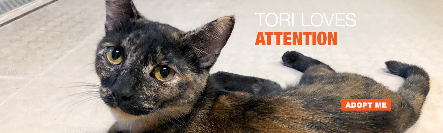 Adopt Tori from ABC in Phoenix, Arizona
