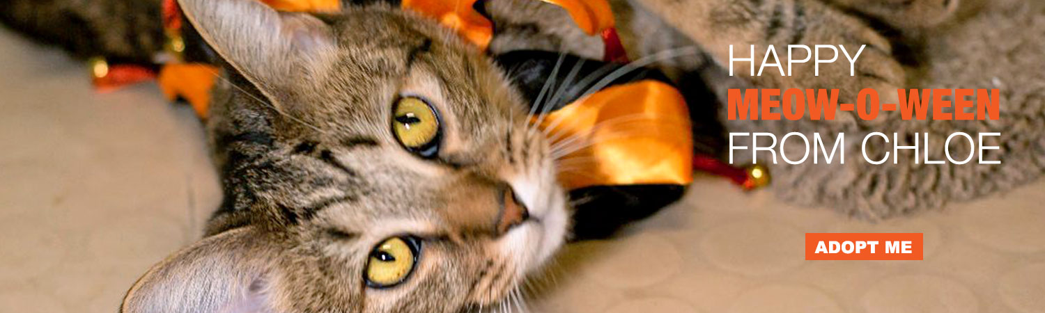 Adopt Chloe from Animals Benefit Club in Phoenix, Arizona