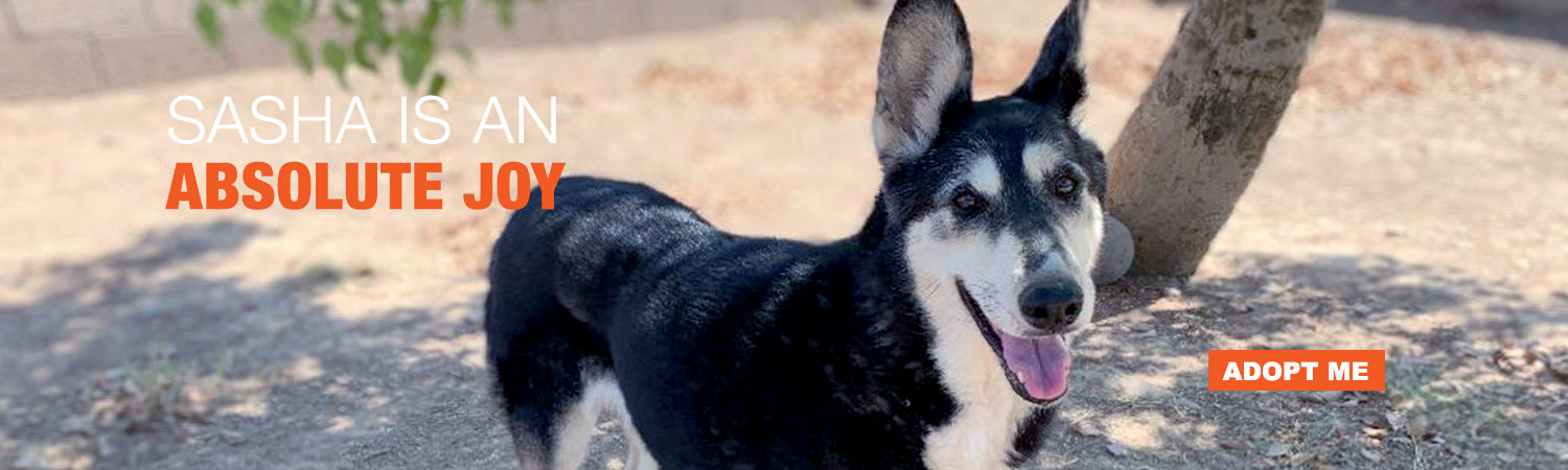 Adopt Sasha from Animals Benefit Club in Phoenix, Arizona
