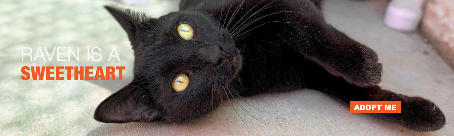 Adopt Lacy from Animals Benefit Club in Phoenix, Arizona