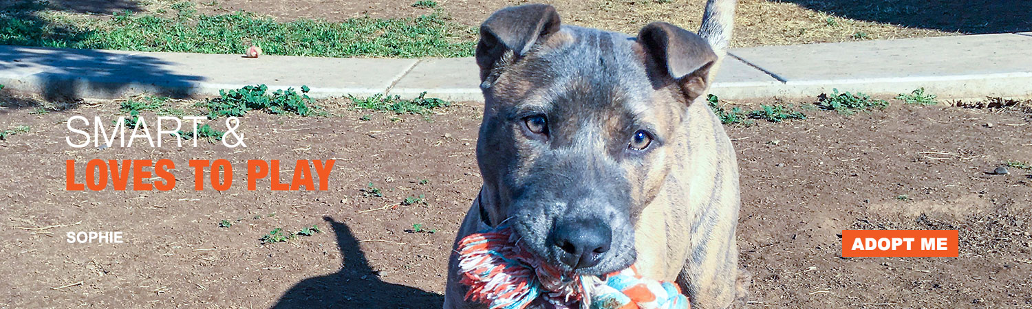 Adopt Sophie from Animals Benefit Club in Phoenix, Arizona