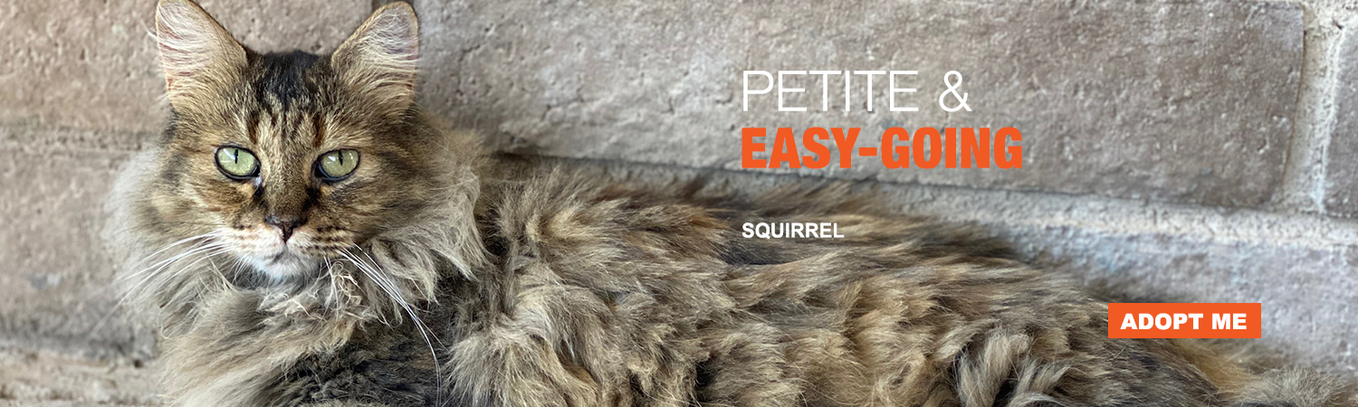 Adopt Squirrel from Animals Benefit Club in Phoenix, Arizona