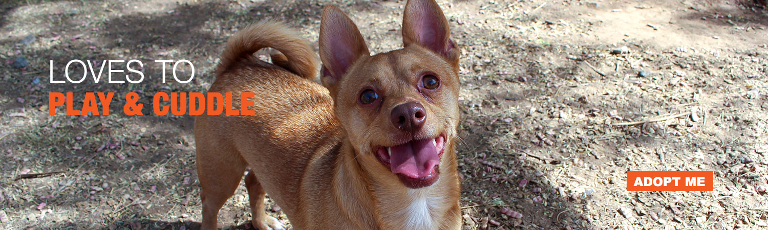Adopt Peattie from Animals Benefit Club in Phoenix, Arizona