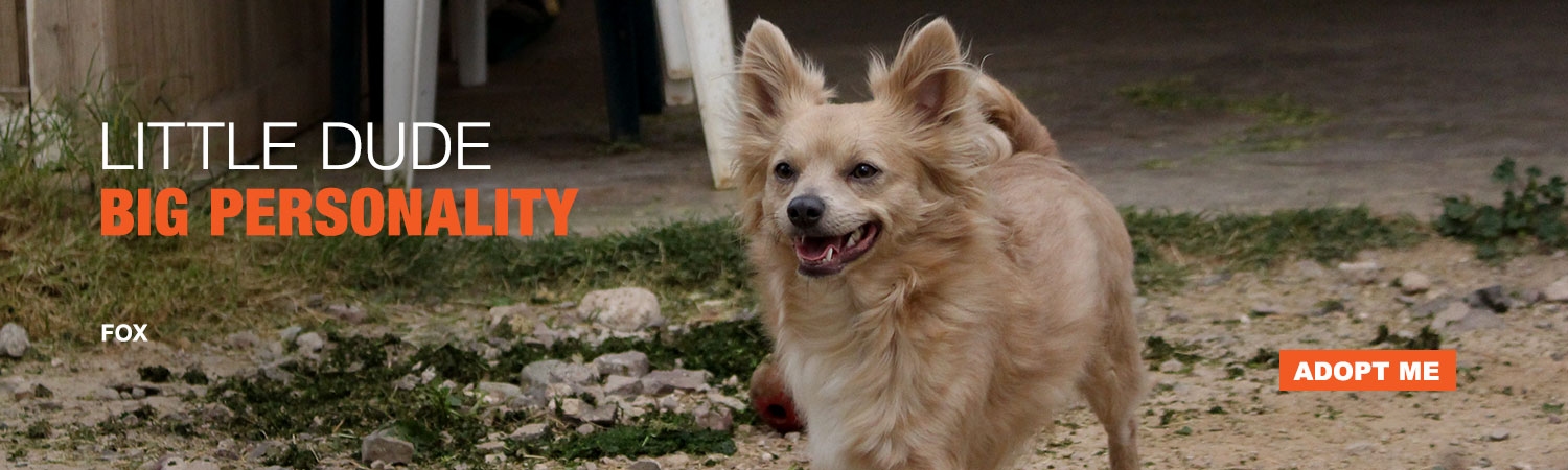 Adopt Fox from Animals Benefit Club in Phoenix, Arizona