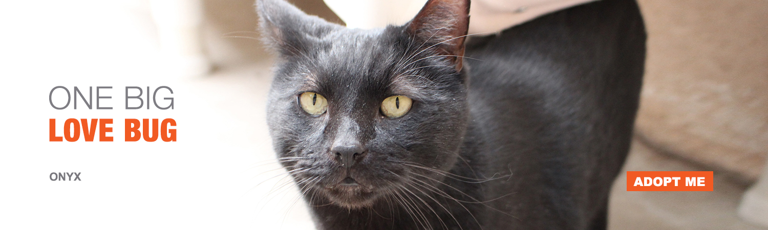 Adopt Onyx from Animals Benefit Club in Phoenix, Arizona