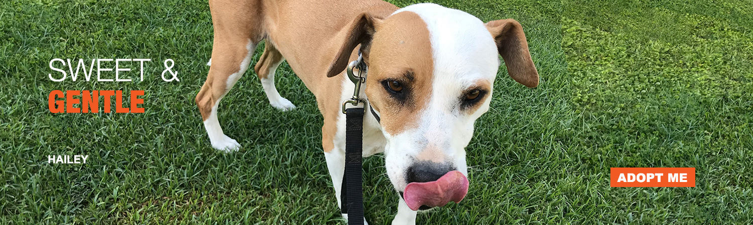 Adopt Hailey from Animals Benefit Club in Phoenix, Arizona