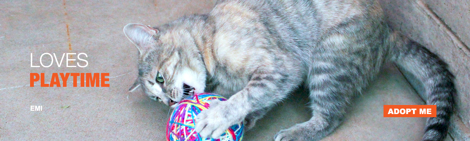 Adopt Emi from Animals Benefit Club in Phoenix, Arizona