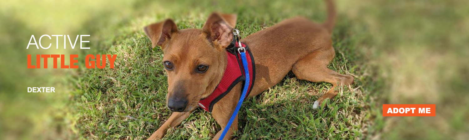 Adopt Dexter from Animals Benefit Club in Phoenix, Arizona