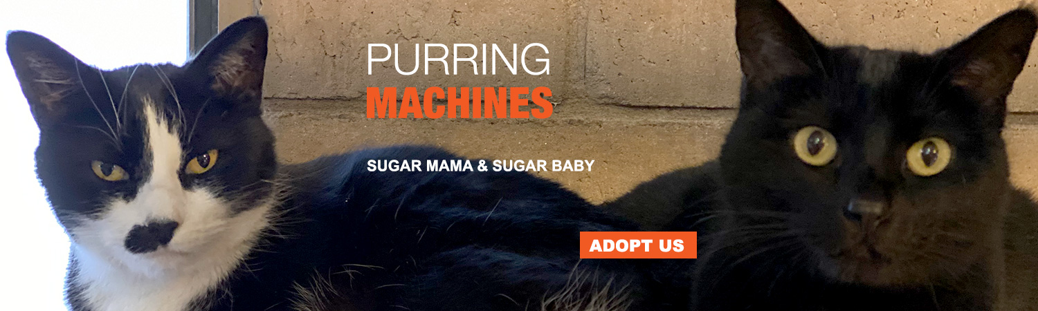 Adopt Sugar Mama & Baby from Animals Benefit Club in Phoenix, Arizona