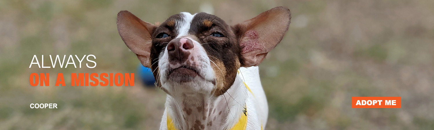 Adopt Cooper from Animals Benefit Club in Phoenix, Arizona