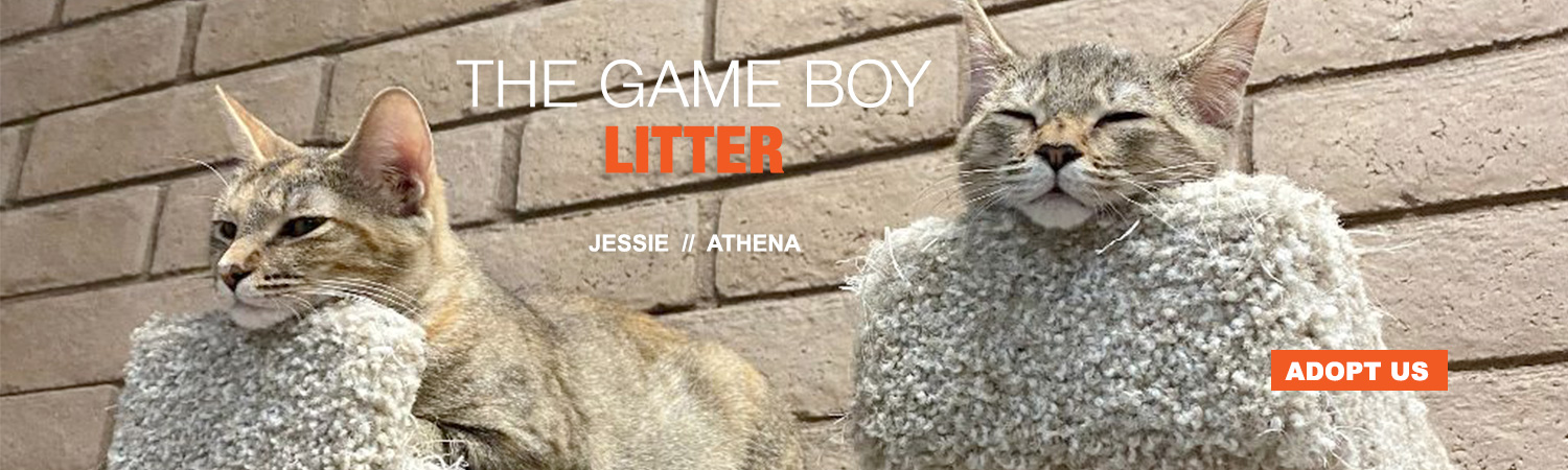 Adopt the Game Boy Litter from Animals Benefit Club in Phoenix, Arizona