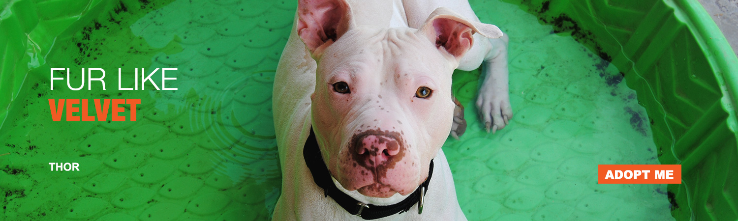 Adopt Thor from Animals Benefit Club in Phoenix, Arizona