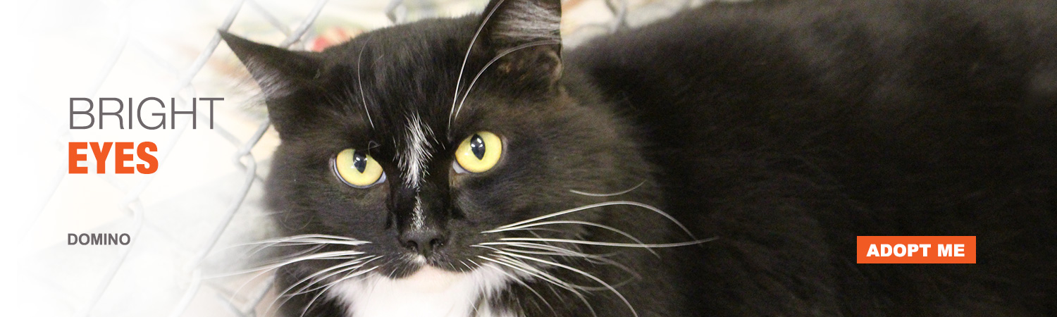 Adopt Domino from Animals Benefit Club in Phoenix, Arizona