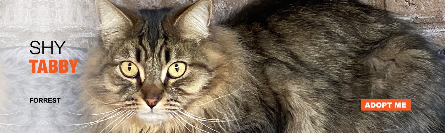 Adopt Forrest from Animals Benefit Club in Phoenix, Arizona