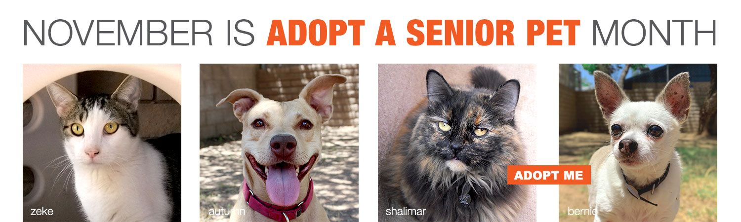 November is Adopt a Senior Pet Month