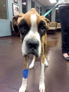 Delilah was abandoned at a Phoenix animal clinic