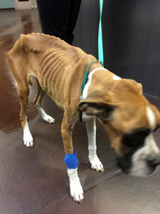 Delilah was hospitalized for testing and treatment