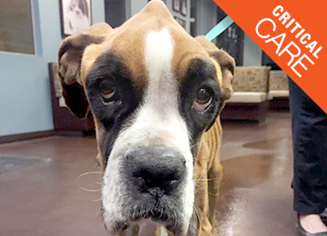 Critical Care Corner: Delilah