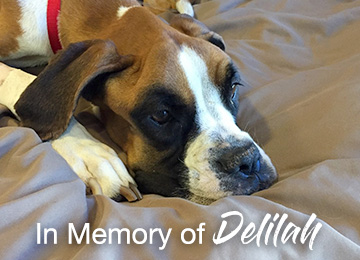 In Memory of Delilah