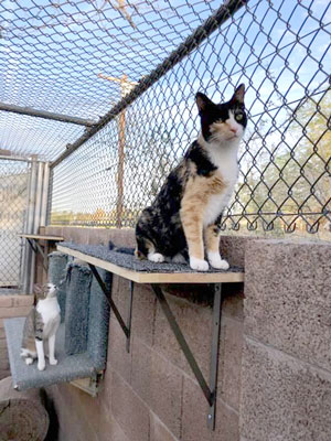 ABC Cats enjoying their new catio perches