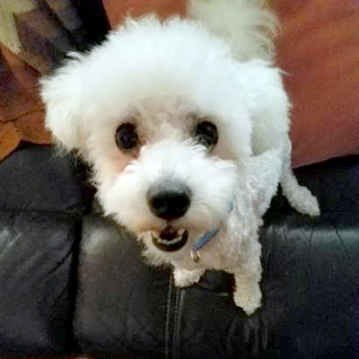 Buttons is a happy-go-lucky pup!