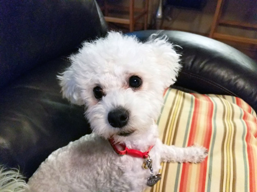 Buttons in her favorite seat in the house!