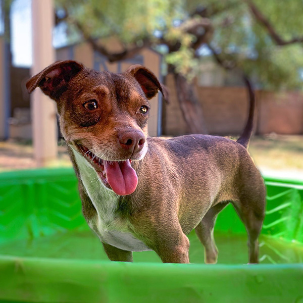 Adopt Phoebe from Animals Benefit Club