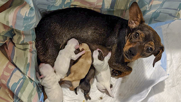 Mom Isabelle with her newborn puppies.