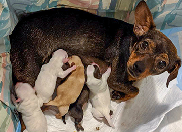Isabelle with her newborn puppies