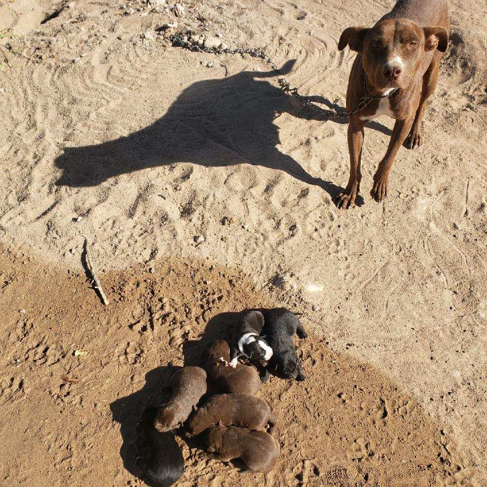 This beautiful mama dog was living on a chain, exposed to the elements with her newborn puppies.