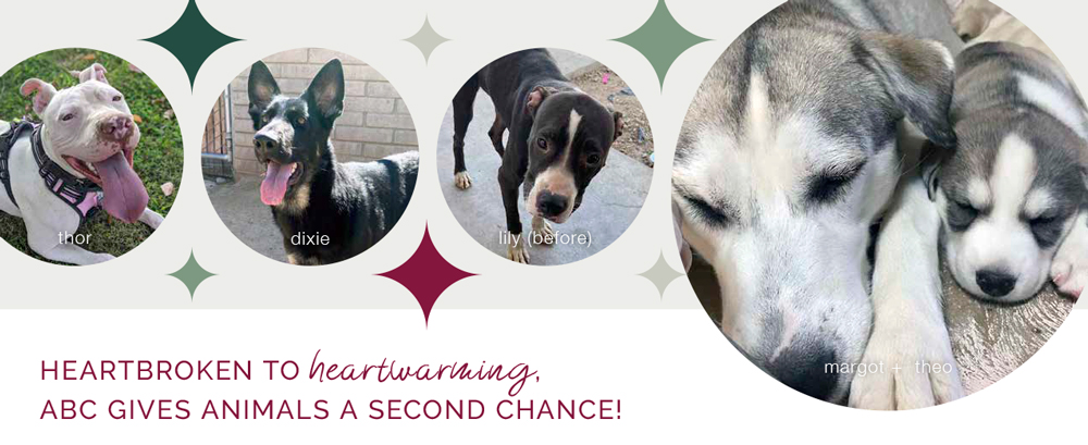 Heartbroken to heartwarming, ABC gives Animals a second chance!