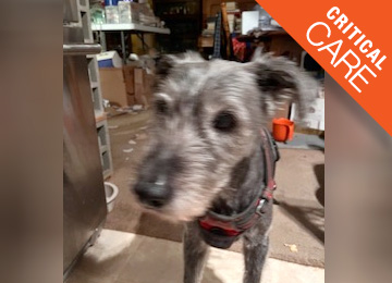 Sammy, a terrier mix, is a Critical Care dog