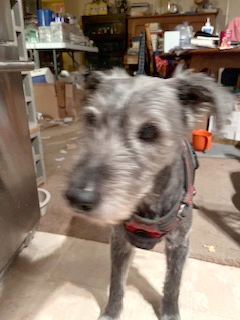 Sammy is a friendly 10-year-old Terrier mix who weighs around 20 to 25 pounds. 
